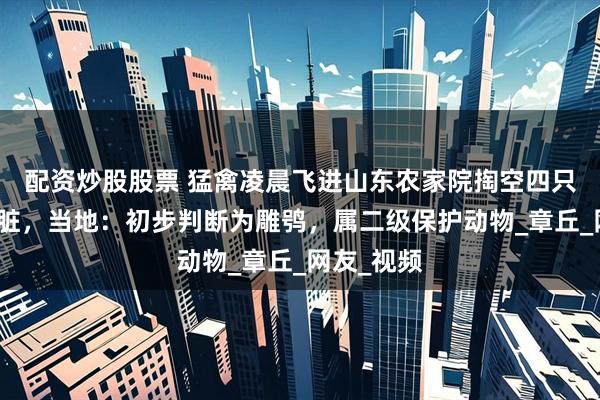 配资炒股股票 猛禽凌晨飞进山东农家院掏空四只大公鸡内脏，当地：初步判断为雕鸮，属二级保护动物_章丘_网友_视频
